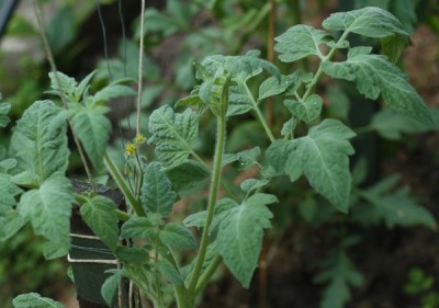 angora tomato